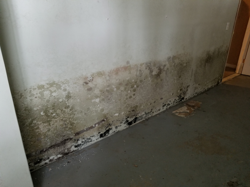mold remediation old basement THP