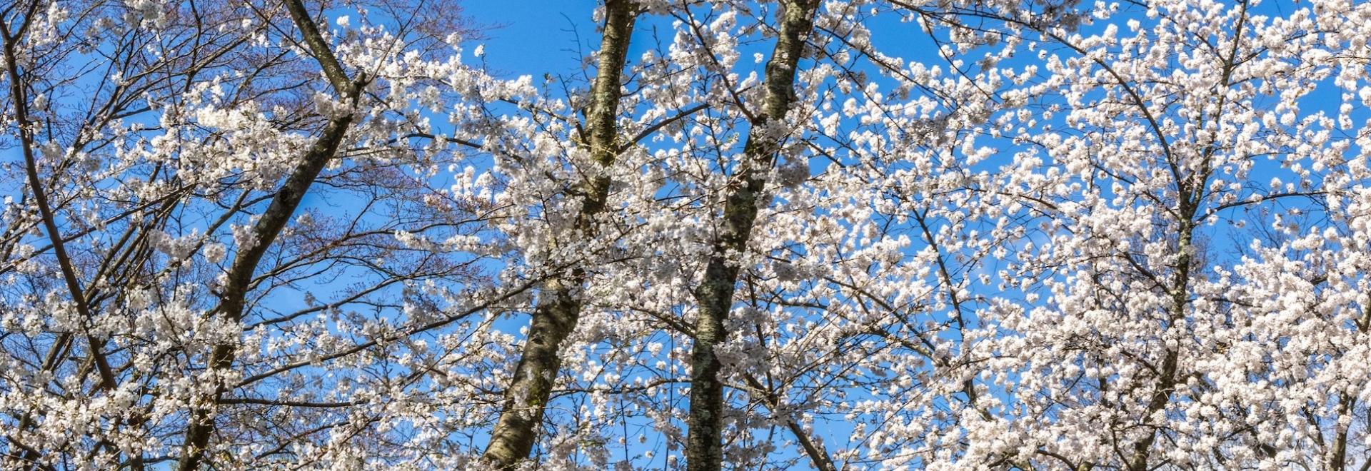 Cherry Blossoms in Eastern Shore, Maryland